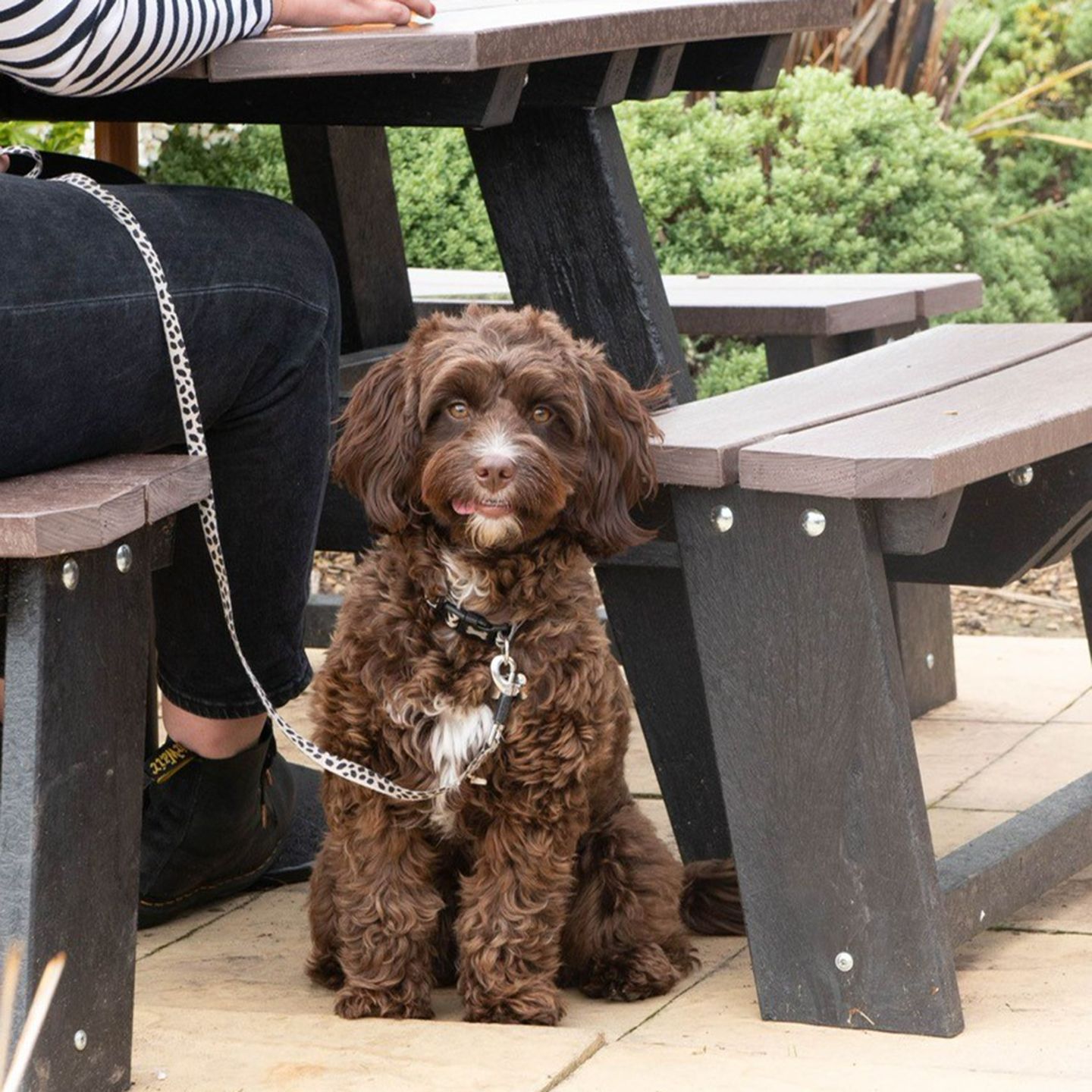 Your local dog friendly pub in Dorchester